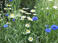 꽃 8 ~ 샤스타데이지 & 수레국화