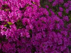 크리스티아 제국 기사단장