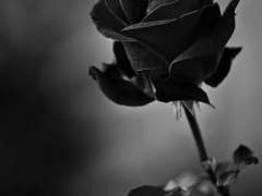 다를 바 없었다.