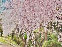 카무하루 드림 문답