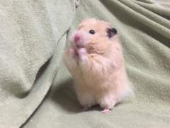 햄스터 석진으로 진슙