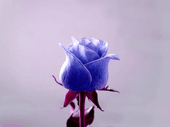 rosemary eris Bluesia