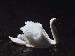 천리송아모(千里送鵝毛)