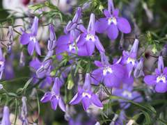 Lobelia erinus