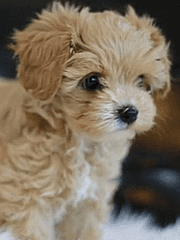 평화로운 일상생활