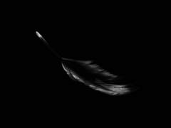 레지나레나 까마귀 묘사하기