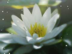 [필립 D. 그레이스/XY/테르엔]