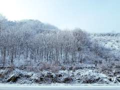 겨울풍경 ~ 눈 덮인 나무