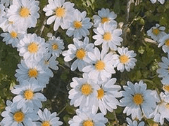 윤지안 XY 19 황소자리