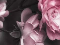 네가 내 삶이자 행복이었다.