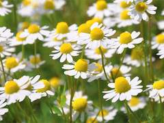 Dear, Lakia Cannabis Labyrinth