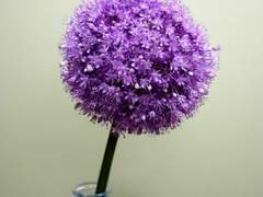 [보쿠아카] 잔안한 마음또한