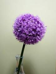 [보쿠아카] 잔인한 마음또한