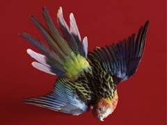 사랑하는 이카루스에게