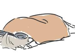 아드리안 워렌스 알버트