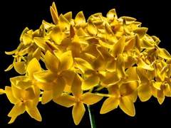 Dear, Berenice Richelle Frederica