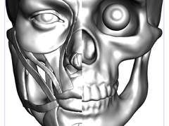 두상 뼈+근육 소재