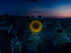 [규재] 달빛 아래 해바라기 上