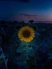 [규재] 달빛 아래 해바라기