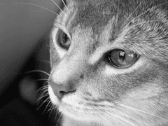 김디안성씨는안동김씨