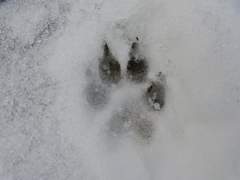 [희신강징] 귀 긴 강아지