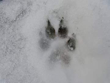 [희신강징] 귀 긴 강아지