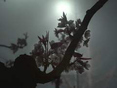 카시아 메일 / 21 / XY