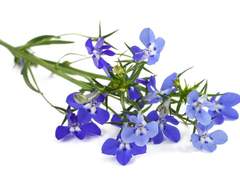 로벨리아 꽃다발