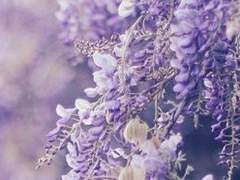 일리안_XY_유니콘