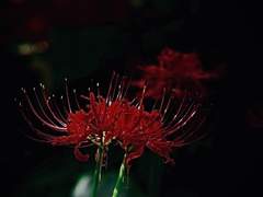 꽃무릇 피어나면 그대 사랑 저물고,