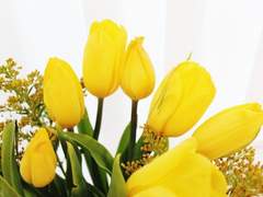 Yellow Tulip
