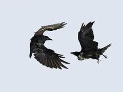 [레지나레나] 까마귀의 레퀴엠