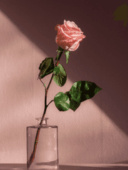 전력: 당신을 향한 스타티스