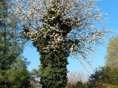 반인반수 reloaded 11