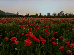 이 미친놈들 #일반