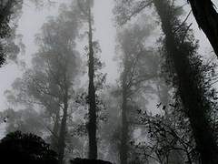 벨 테라 아트락시