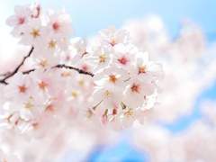 [마들에슾] 벚꽃