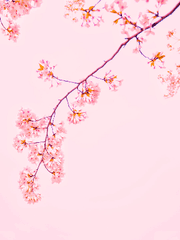 キレイだ(키레이다)