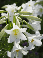 ㄷㄹㅈ (#🦌) 프로필 소개 백업 하는곳