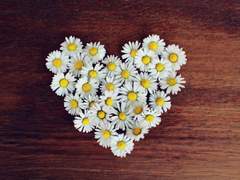 [마들에슾] 데이지