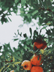 감초석류 짧단편