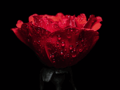 [스네리엇/장편] 가뭄에 단비가 내리듯-73화