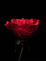 [스네리엇] 가뭄에 단비가 내리듯