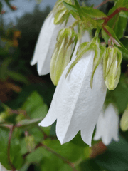 첫사랑아, 결혼 축하해