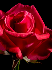 Rose: What is your color?