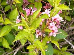 아름다운 정원을 장식하는 들러리들