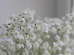 꽃아, 나랑 도망 갈래?