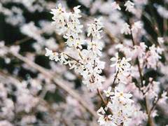 White forsythia