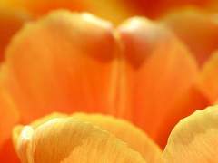 앤드리아 E. 폰 클라디미르 / 11 / XX