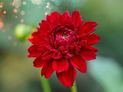 [마들에슾] 적색 달리아